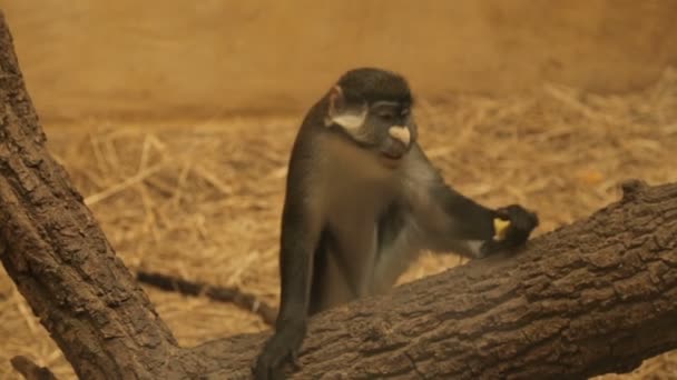 Grand singe au nez blanc — Video