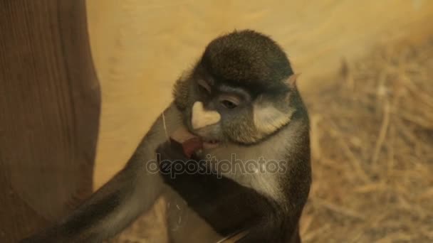 Grande scimmia dal naso bianco — Video Stock