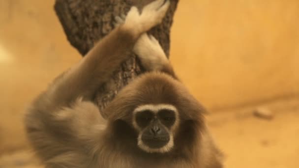 Sad monkey in the zoo — Stock Video