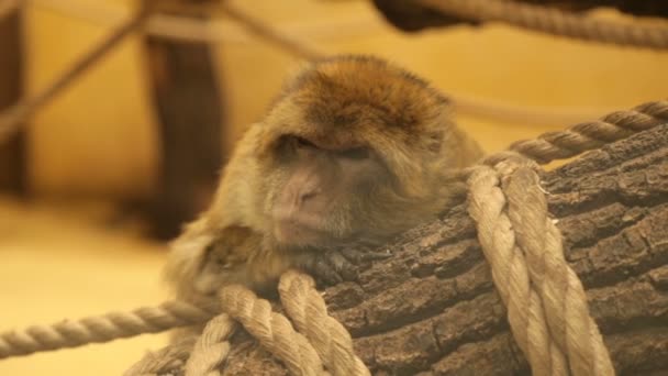 Sleepy Macaque Magot — Stok video