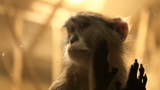 Triste singe dans le zoo — Video