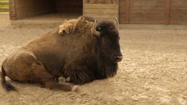 Bison duży, pełny hd wideo, Slow motion — Wideo stockowe