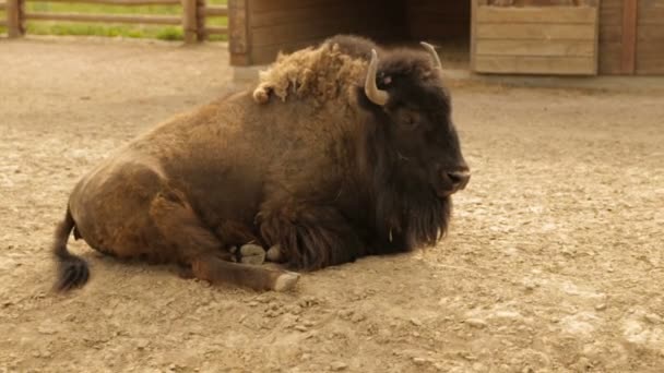 Взрослый бизон на ранчо — стоковое видео