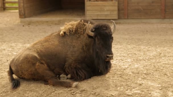 Bisonte adulto en el rancho — Vídeo de stock