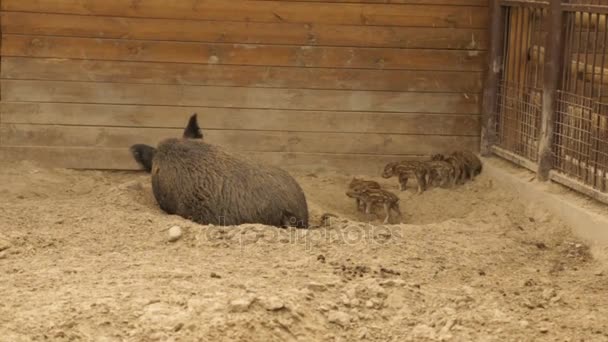 Велика чорна свиня в зоопарку — стокове відео