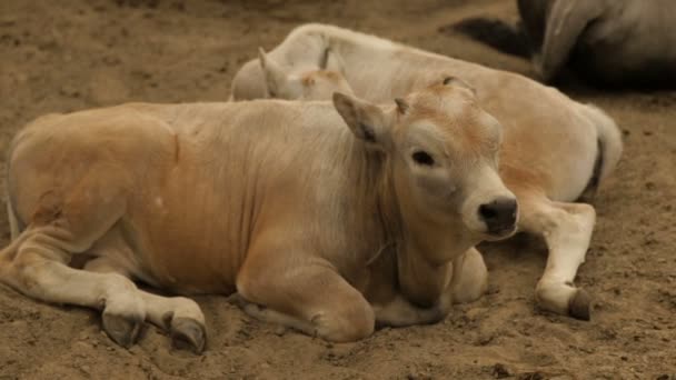 Vaca decorativa en el zoológico — Vídeo de stock