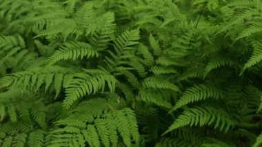 Yeşil fern dalları