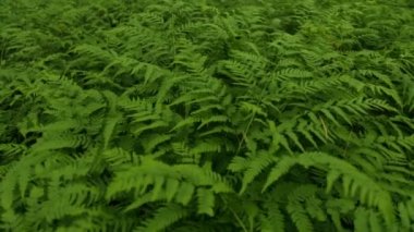 Yeşil fern dalları