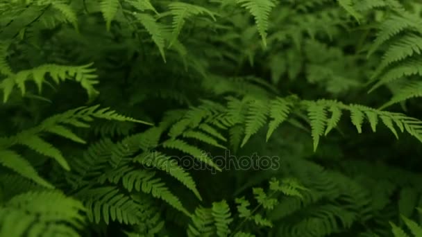 rameaux de fougère verte 