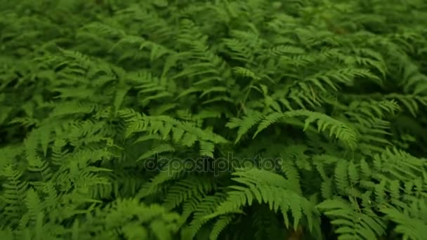 rameaux de fougère verte 