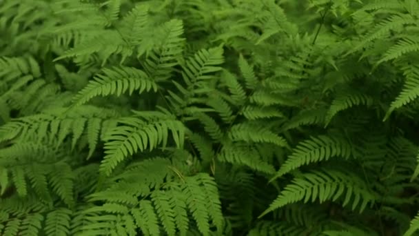 rameaux de fougère verte 