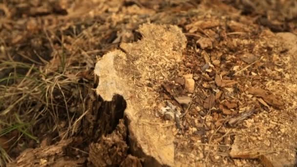 Csonkot egy vágott fa az erdő — Stock videók