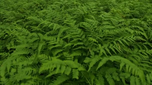 rameaux de fougère verte 