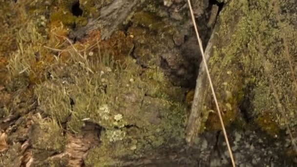 Gammal rutten stubbe i skogen — Stockvideo