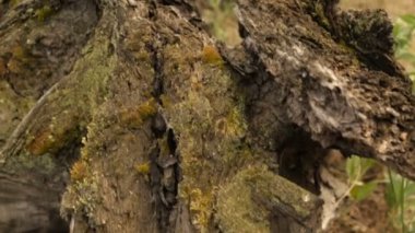 Ormanda çürümüş bir kütük.