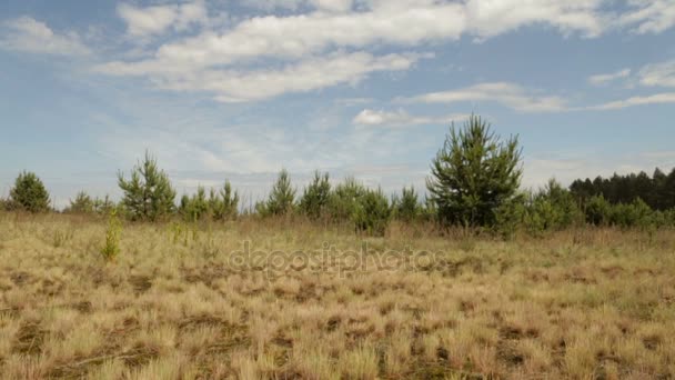 Hierba amarilla en un campo bajo un sol caliente — Vídeo de stock