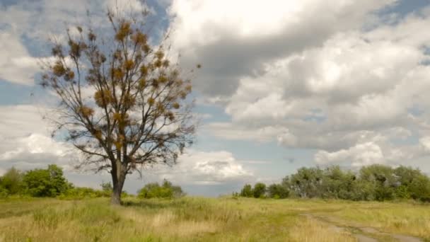 Árvore aberta ao céu com nuvens — Vídeo de Stock