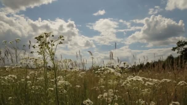 Campo de manzanilla bajo el cielo nublado — Vídeos de Stock