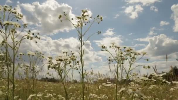 Heřmánkem pole za podmračené oblohy — Stock video