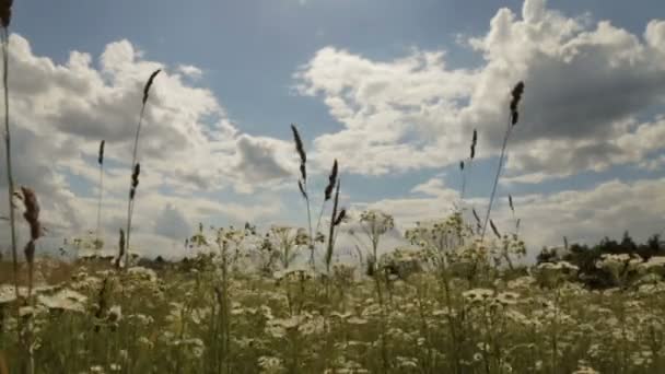 Champ de camomille sous le ciel nuageux 