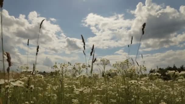 Campo de manzanilla bajo el cielo nublado — Vídeos de Stock