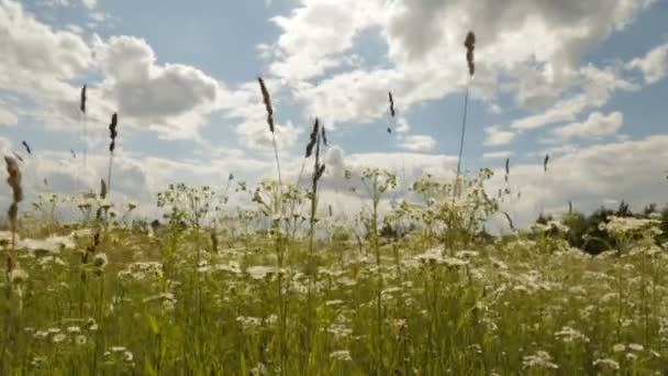 Kamillenfeld unter dem bewölkten Himmel — Stockvideo