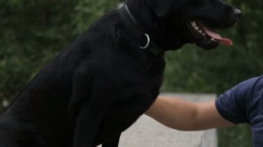 Bir adam köpeğini eğitiyor