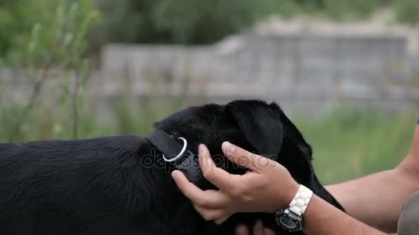 L'uomo abbracciò il cane — Video Stock