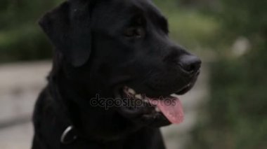 Siyah renk yetişkin Labrador geri almak