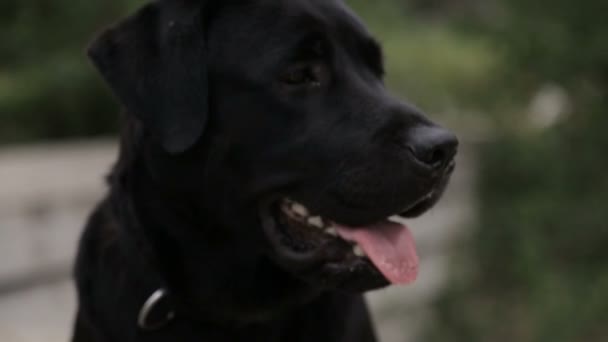 Adulto Labrador retriever de cor preta — Vídeo de Stock