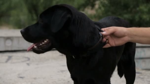 De man omhelsde de hond — Stockvideo