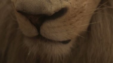 Bir yetişkin aslan burun