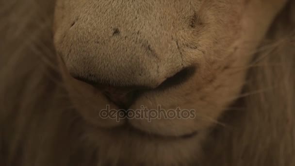 O nariz de um leão adulto — Vídeo de Stock