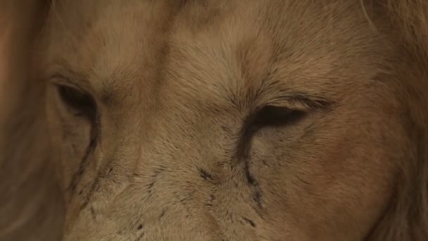 Глаза взрослого льва — стоковое видео