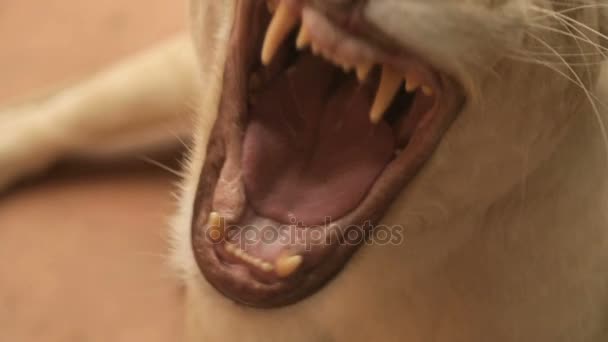 Öppna munnen av en vit lejoninna — Stockvideo
