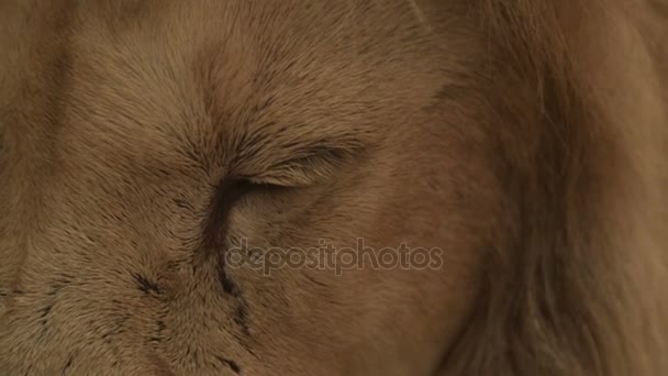 Eyes of an adult lion — Stock Video