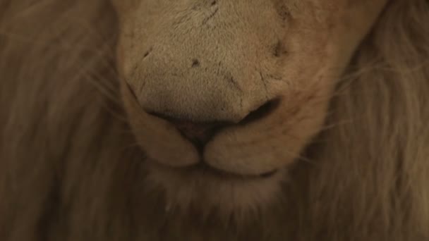 The nose of an adult lion — Stock Video