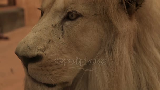 The head of an adult lion — Stock Video