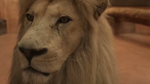 La cabeza de un león adulto — Vídeos de Stock