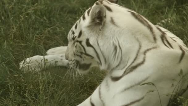 Tigre blanco adulto — Vídeo de stock