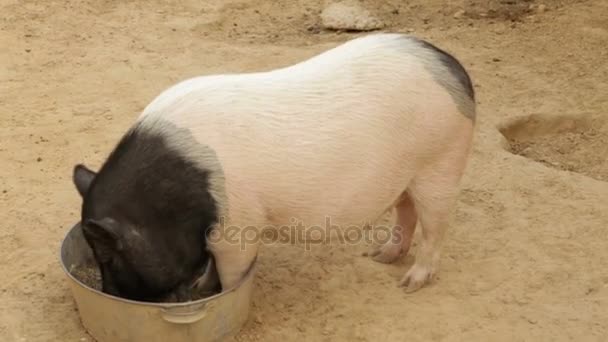 El cerdo vietnamita blanco negro come del comedero — Vídeos de Stock