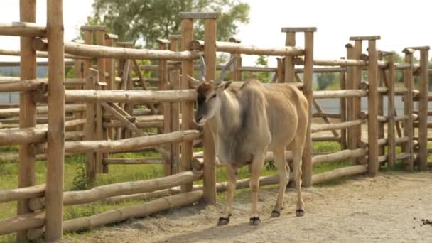 Antilope adulta non può — Video Stock