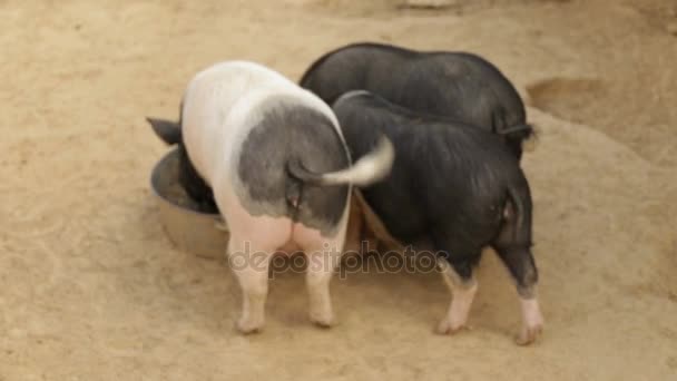 Les porcs vietnamiens mangent dans l'abreuvoir, vue arrière — Video