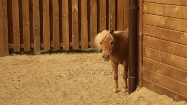 Divertido caballo joven — Vídeos de Stock