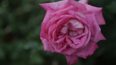 Bir gül goncası su damlaları