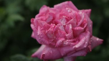 Bir gül goncası su damlaları