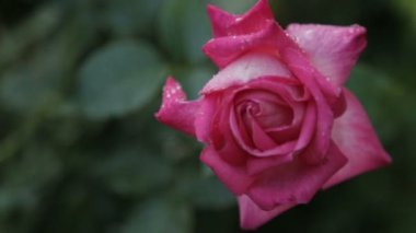 Bir gül goncası su damlaları