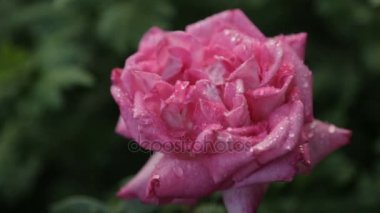 Bir gül goncası su damlaları