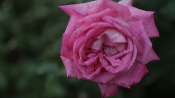 Druppels water op een rosebud — Stockvideo