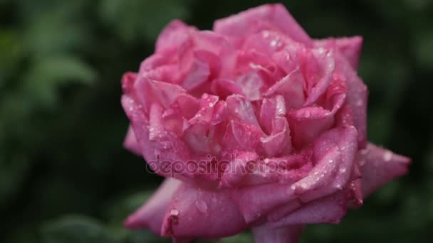 Drops of water on a rosebud — Stock Video